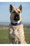 Large Breed Adult Dog Collar 80X5 cm - 2