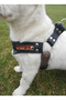 Dog Collar Small and Medium Breeds Adjustable Braided Column Cord and Nubuck Leather Black & Mink - 3