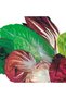 Mixed Chicory (Misticanza Di Cicorie) Premium Quality Seeds (Made in Italy) by Sementi - 2