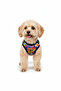 Cat Dog Outfit - Cute Teddy Bear - Small Breed