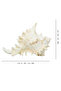 Natural Sea Shell Collection – Large Decorative Seashells for Home Decor, Beach Theme Decorations - 2