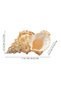 Natural Sea Shell Collection – Large Decorative Seashells for Home Decor, Beach Theme Decorations - 2