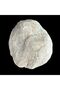 180-210g WHITE 1PC Unbroken Natural Moroccan Crystal Geode, DIY Gifts Jewelry Box, Home Decoration, - 7