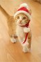 New Year, Large Size Adult Cat Size, Santa Claus Cat Hat & Cat Clothes, Special Production for Your Size - 2