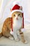 New Year, Large Size Adult Cat Size, Santa Claus Cat Hat & Cat Clothes, Special Production for Your Size