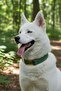 Nature Dog Collar with Detachable Bow/Charm Gift - 2