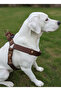 Personalized Dog Collar Adjustable Small & Medium & Large Breed Colar Cord Brown