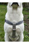 طوق للكلاب من فئة متوسطة الحجم قابل للتعديل من الدنيم باللون الرمادي الفاتح - 3