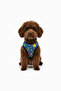 Cat-Dog Outfit with Space Pattern - Small Breed