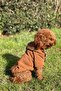 Small Breed Hooded Brown Dog Hoodie, Small Breed Dog Clothes, Magnet - 3