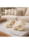 Natural Sea Shell Collection – Large Decorative Seashells for Home Decor, Beach Theme Decorations - 5