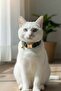 Nature Zilli Cat Collar - 2