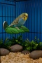 Bird Tüneği (Bird's Nest) ⚗   Bird Perch ⚗   Bird Tunnel for Bird Cage ⚗   Color Options Available.