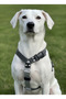 Dog Chest Harness Adjustable Medium & Large Breed H Type Column Cord & Denim Gray - 3