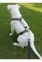 Dog Chest Harness Adjustable Medium & Large Breed H Type Column Cord & Denim Gray
