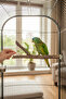 Natural Wooden Branch Bird Perch |   20 cm Bird Cage Accessory |   Sturdy Resting Place and Rest Area - 4