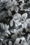 Primavera Cotton Textured Shawl Italian Signature Series - 3