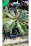SİKAS-CYCAS - 4