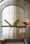 Natural Wooden Branch Bird Perch |   20 cm Bird Cage Accessory |   Sturdy Resting Place and Rest Area - 3
