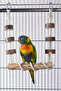 Wooden Bird Cage Combination (Bird Swing) |   Natural Wooden Toy |   Entertainment & Activity Accessory