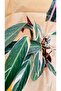 CALATHEA TRİOSTAR İTHAL - 2