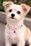 Dog Collar with Bell Pet Necklace Accessory for Small and Medium Breeds - 2