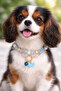 Dog Collar with Bell Pet Necklace Accessory for Small and Medium Breeds - 5