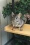 Pine Wood Platform |   20 cm X 40 cm Bird/Degu/Chinchilla Perch