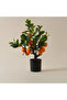 Decorative Orange Tree