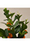Decorative Orange Tree - 3