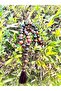 Natural Dream Agate Prayer Tasbih 33 Beads 10mm - 6