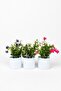 Set of 3 Artificial Flowers in Mini White Pots - 2