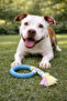 Dog Teether Durable Chewing and Biting Toy Rubber with Rope - 7