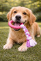Dog Teether Durable Chewing and Biting Toy Rubber with Rope - 5