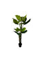Evergreen 180cm