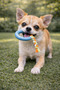 Dog Teether Durable Chewing and Biting Toy Rubber with Rope - 4