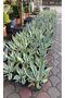 ALACALI AGAVE BİTKİSİ
