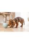 Puppy Toy, Treat and Play, Egg, Rubber, Turquoise, 6X6X8Cm - 4