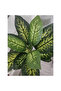 Evergreen 140cm - 3