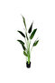 Canna 160cm