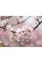 Botanical Body Butter Rice Milk & Cherry Blossom 400 ml – Intensive Moisturizing Body Care Cream - 3