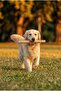 100% Natural Olive Wood Medium Large Breed Dog Teething and Chewing Toy Durable Unbreakable Bone - 3