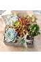 4 Assorted Mini Succulents - 3