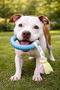 Dog Teether Durable Chewing and Biting Toy Rubber with Rope - 8