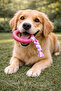 Dog Teether Durable Chewing and Biting Toy Rubber with Rope - 2