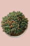 Echeveria Rococo - 2