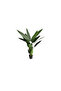 Canna 105cm