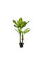 Evergreen 140cm