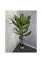 Evergreen 140cm - 2
