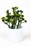Set of 3 Artificial Flowers in Mini White Pots - 4
